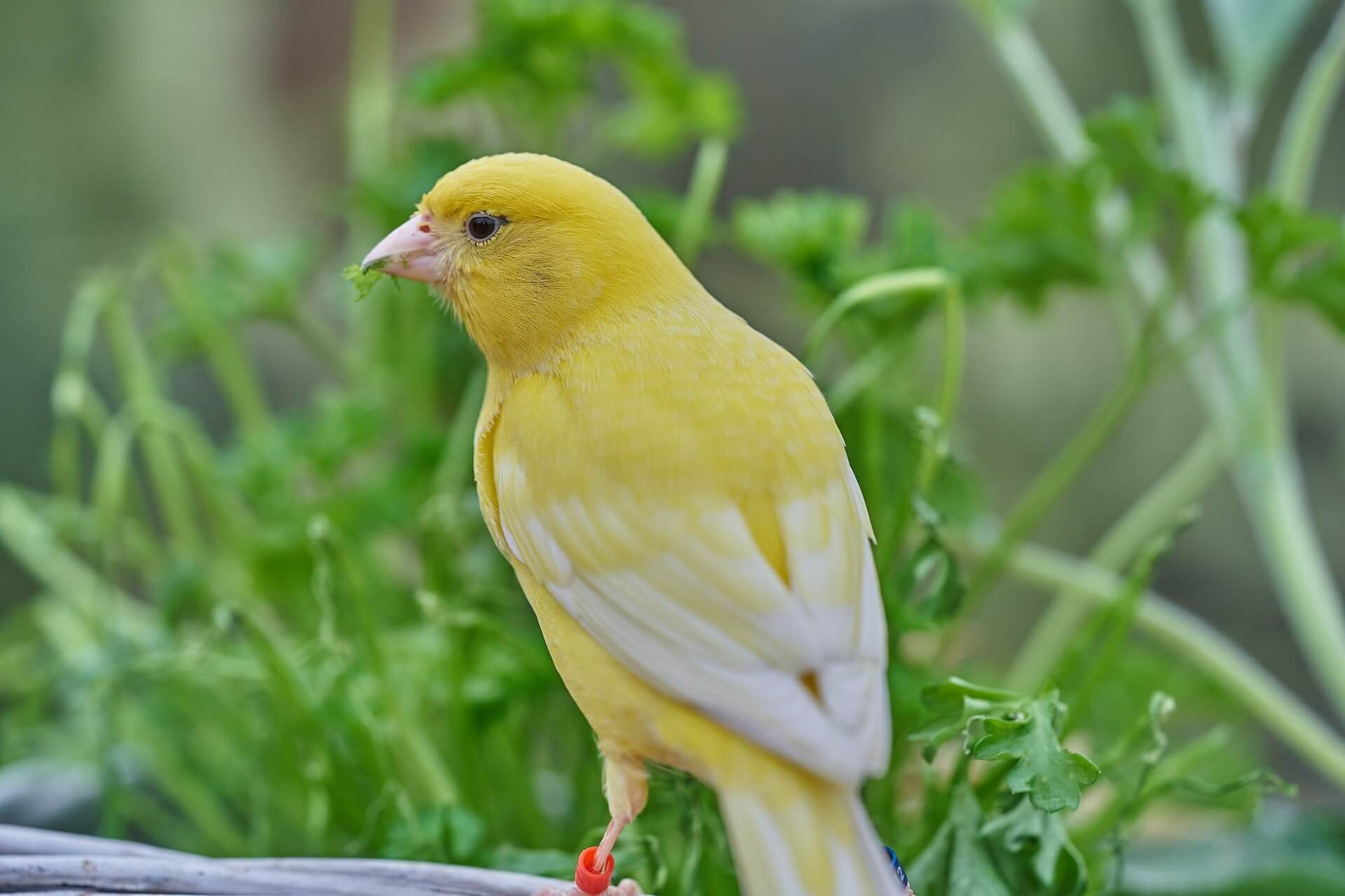 Грустная канарейка. Кенар птица. Канарейка альбинос. Желтый кенар. Канарейка певчая.