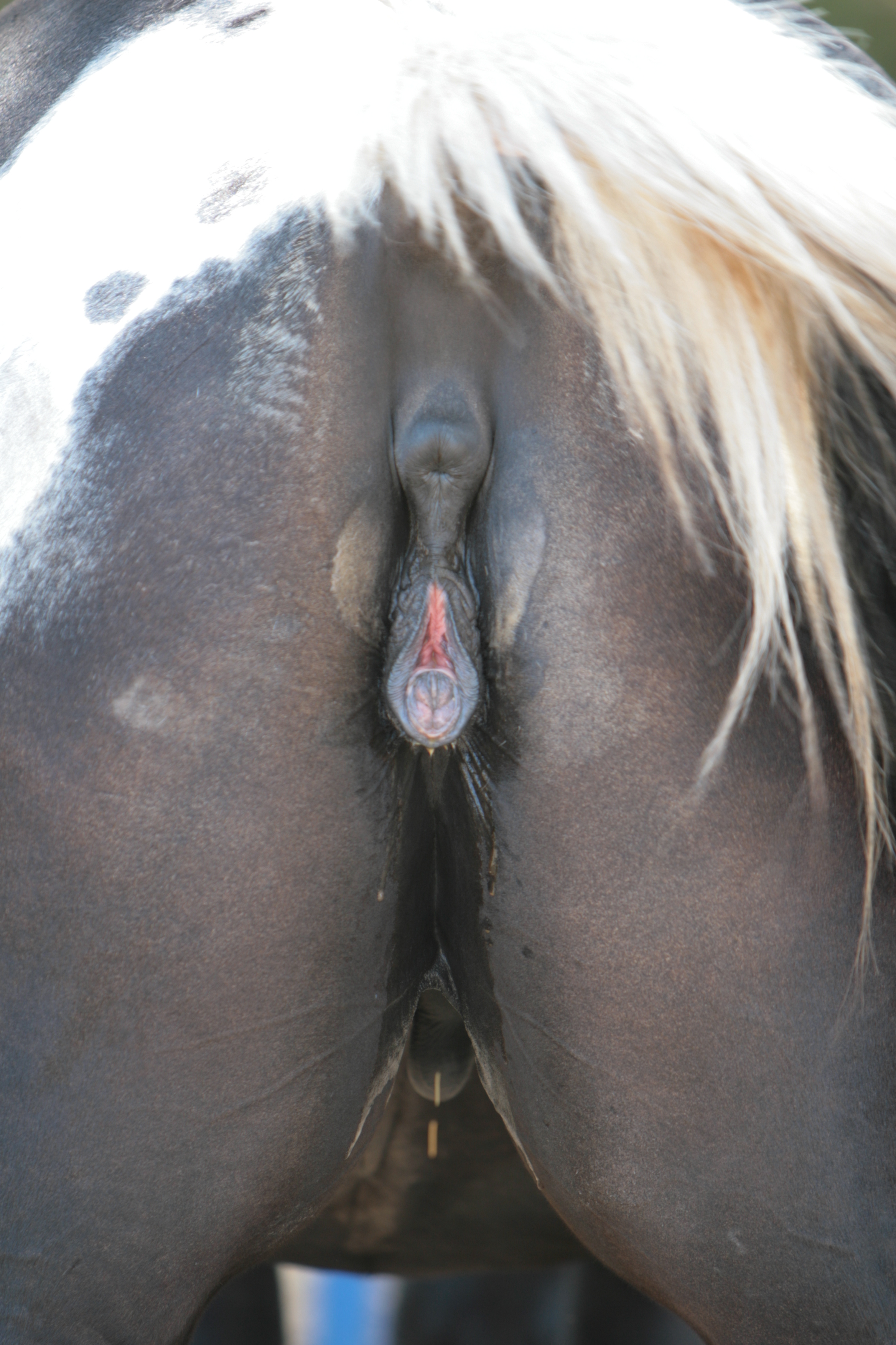 вагина лошади порно фото 10