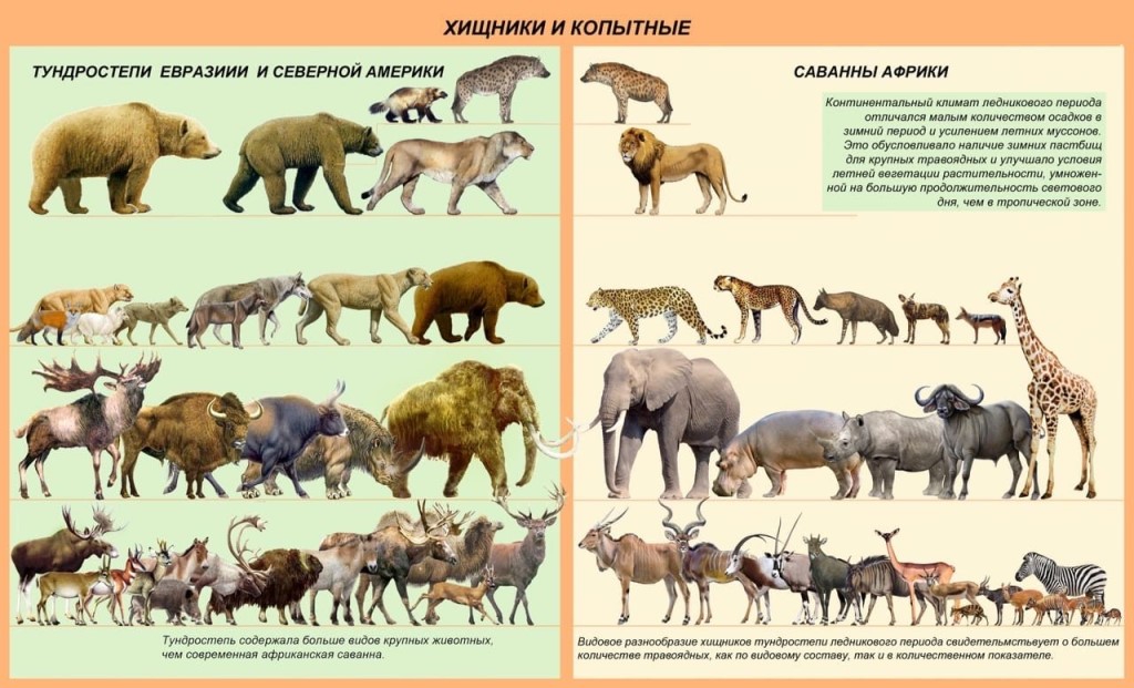 Северная евразия животный мир. Фауна плейстоцена Северной Америки. Мегафауна Северной Америки. Плейстоценовая мегафауна Северной Америки. Мегафауна ледникового периода.