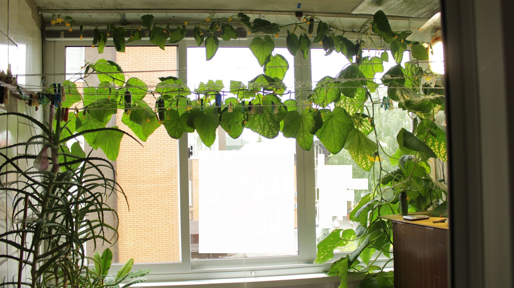 Выращивание огурцов на балконе в домашних условиях. Огурцы на балконе. Вырастить огурцы на балконе. Подвязка огурцов на балконе. Балконные огурцы на балконе.