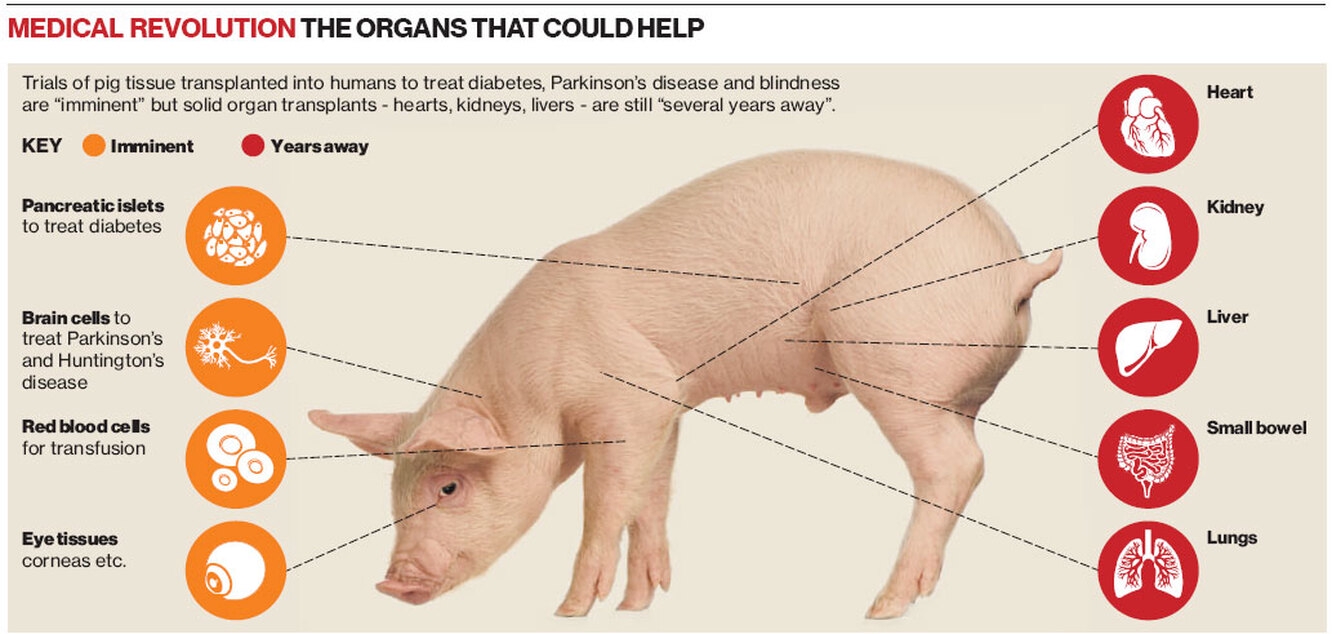 Артерия у свиньи где находится фото. Сходство органов свиньи и человека. Строение свиньи.