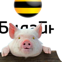 8NTggib7.жипег