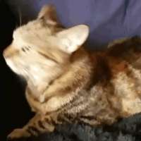 411x411